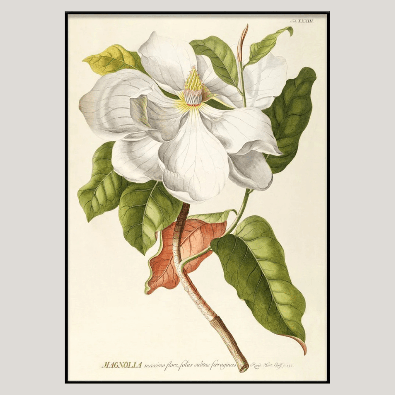White Magnolia Framed Art Print - BFG 50x70 3713 - Uneeka